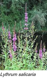 Lythrum salicaria